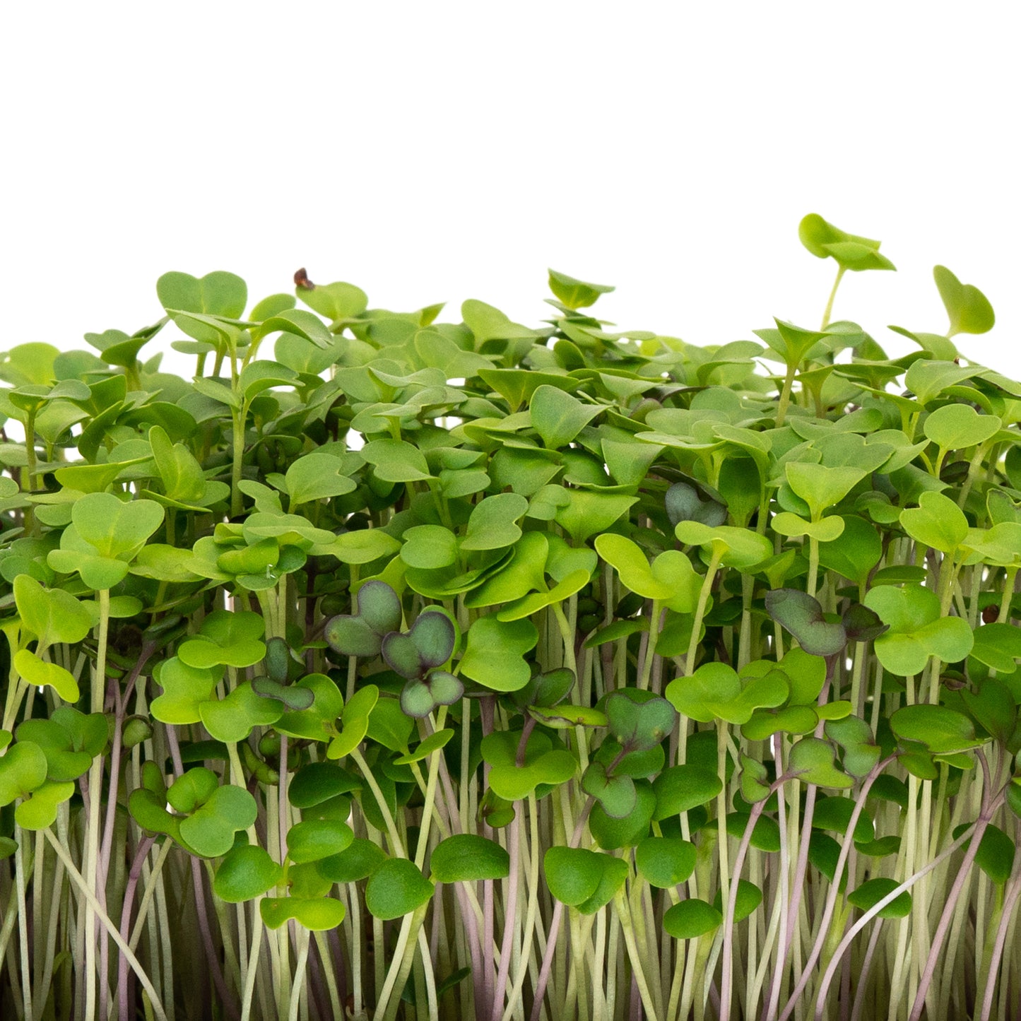 Organic Mellow Microgreen Mix 100g