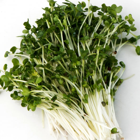 Organic Broccoli Sprouting Seeds 100g