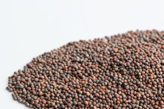 Organic Broccoli Sprouting Seeds 100g