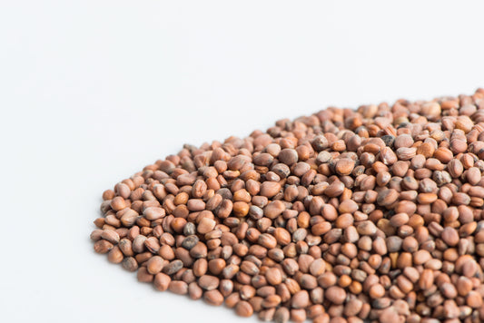 Organic Triton Radish Sprouting Seeds