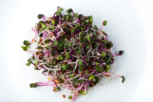 Organic Triton Radish Sprouting Seeds