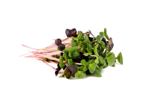 Rainbow Radish Organic Sprouting Seeds 100g
